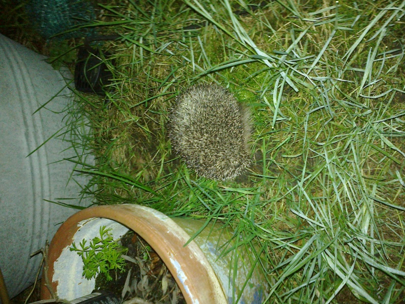 Thread 39 Starmer: chwech/saith - dechreuodd y plant ei