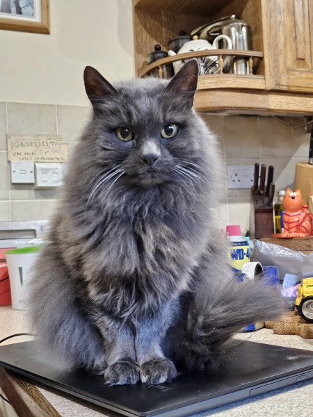 Thread 38 Starmer: Tax your Hamster