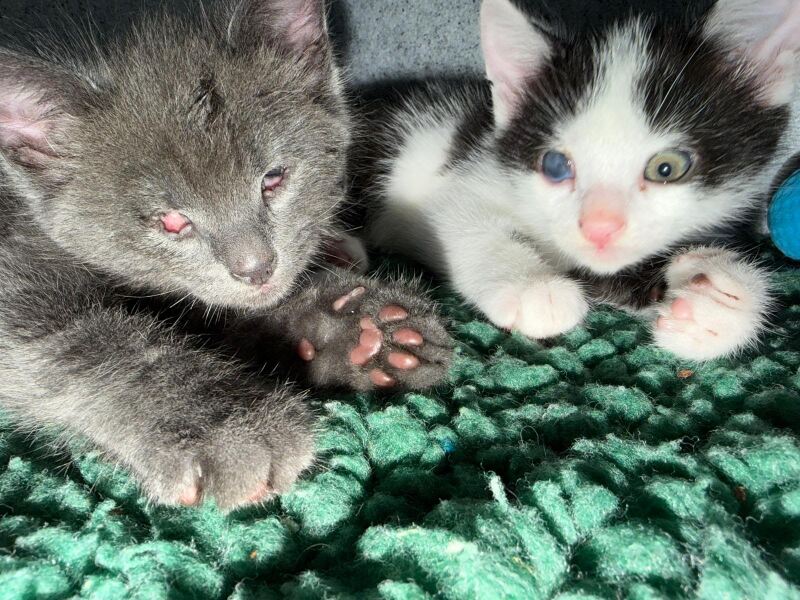 Who wants to wait whilst my kittens are born!