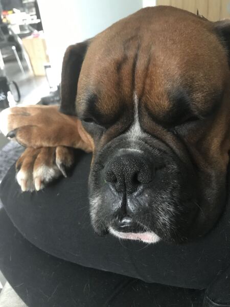 Do you have a large-ish dog, e.g. Boxer and bigger that insists on being a lap dog, when it really isn't?