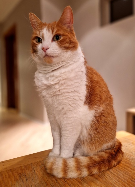 Scottish Tourism - the Excellent Cats debate Gizmo's suitability as a top influencer