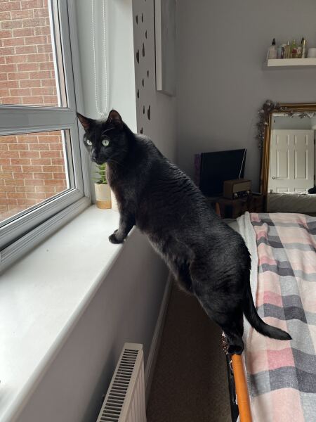 MrCat hasn’t read the manual