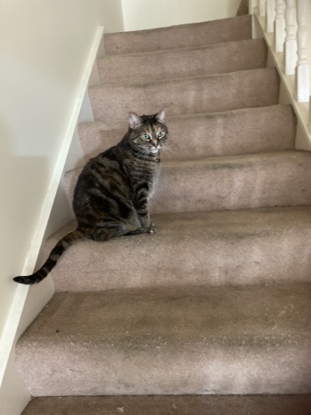 Prison Dramas, Bands and Ouija Boards - the Excellent Cats audition, sing and plot