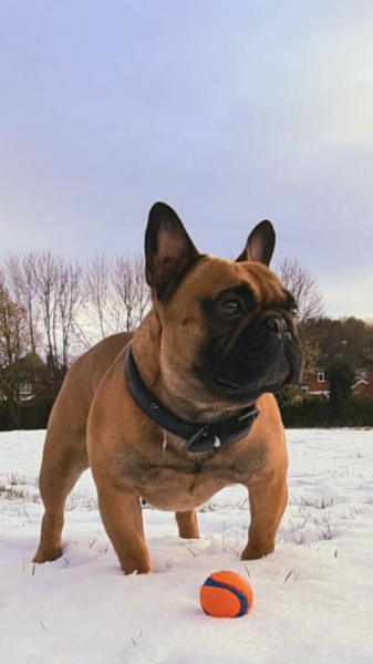 Does Anyone Else think Small Dogs Are Half Dog, Half Cat (lighthearted)
