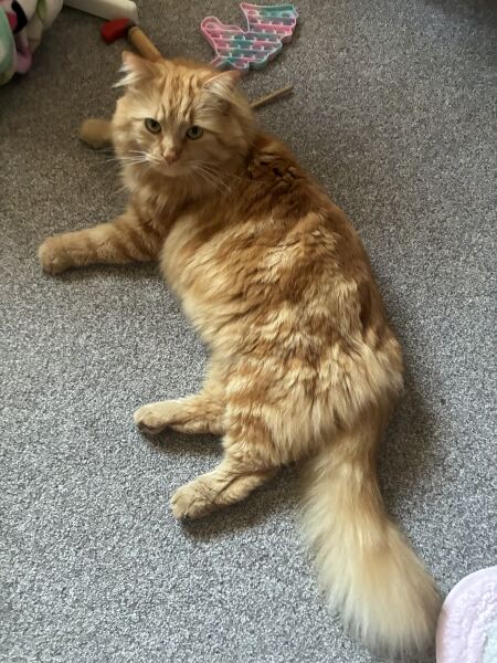 Worried about cat behaviour