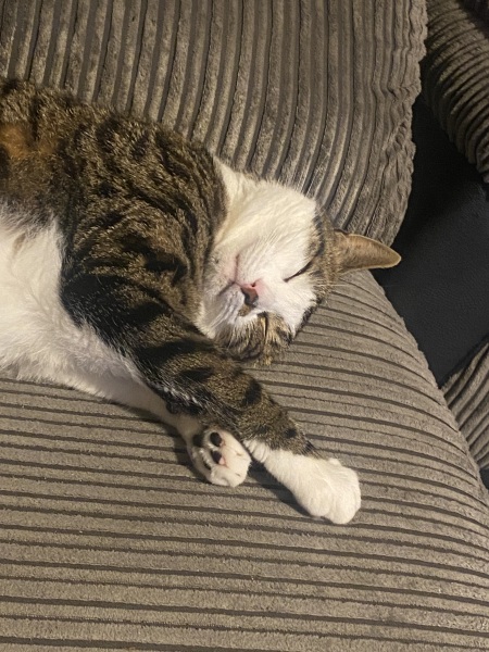 Do I need to get rid of all my plants if getting a cat?