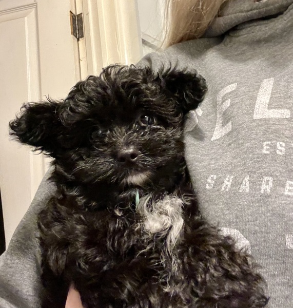 Name my puppy