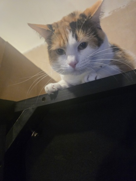 Daily Project round 8