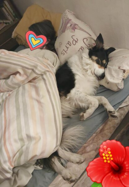 Where does your dog sleep