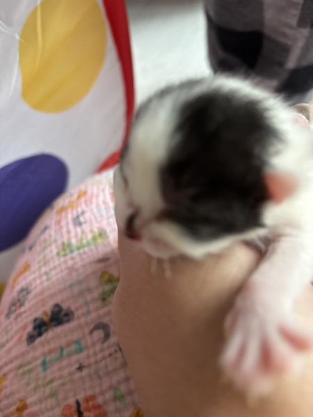 Who wants to wait whilst my kittens are born!
