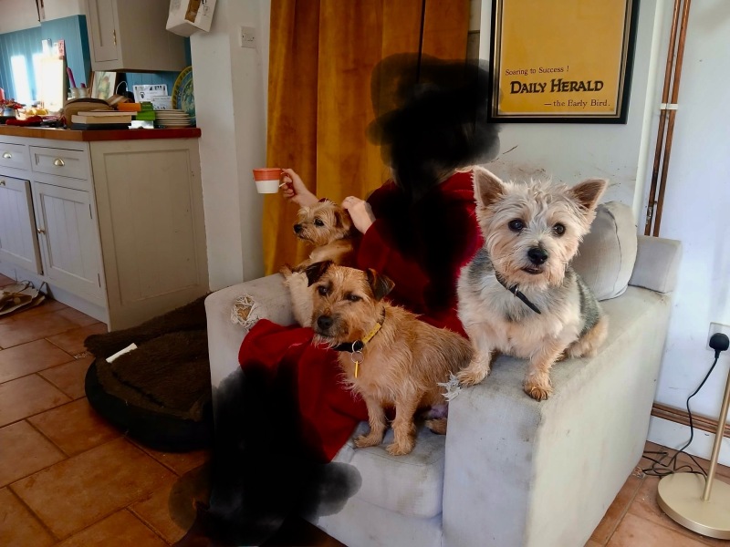 Any experience of 4 terriers out there?
