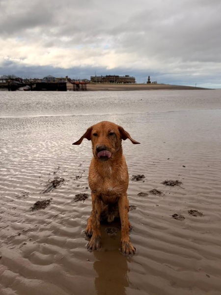 Are you walking your dogs during this grotty, miserable weather?