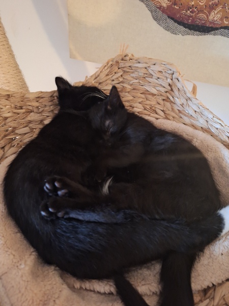 May 2025 Starters Thread 6 - We’re all totes protes now ✌️