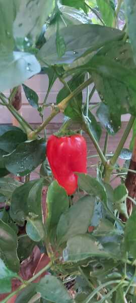 The Nigel Slater Christmas Chronicles Readalong 2025