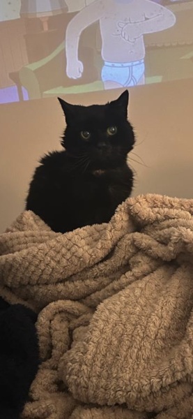 How long do non pure bred cats normally live