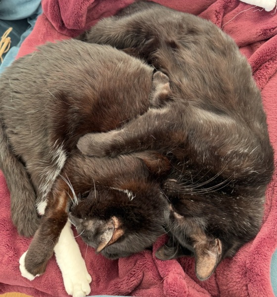 How long do non pure bred cats normally live