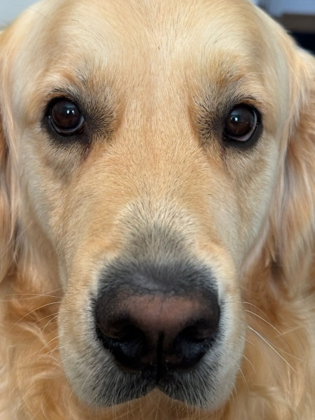 Beyond Adolescence - a thread to chat about grown up dogs, cake and anything else, excluding coffee.