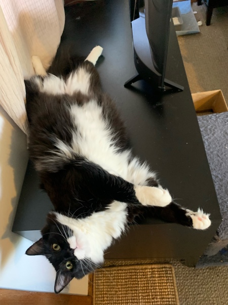 Scottish Tourism - the Excellent Cats debate Gizmo's suitability as a top influencer