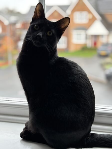 Cats with thumbs!