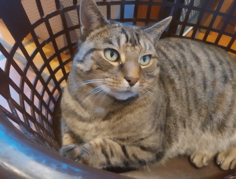 Thread 37 Starmer:  pinko commie slimeball