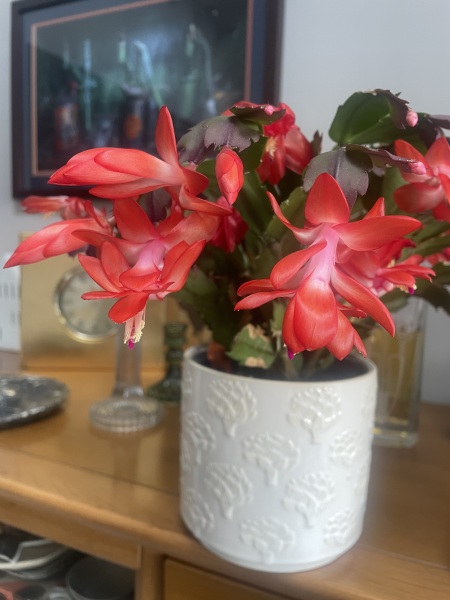 Year round Nigel Slater discussion thread - Part 3