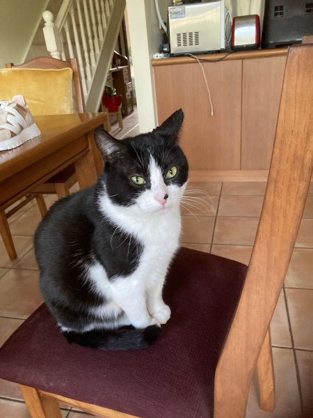 Scottish Tourism - the Excellent Cats debate Gizmo's suitability as a top influencer