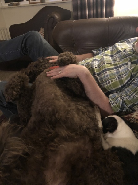 Do you have a large-ish dog, e.g. Boxer and bigger that insists on being a lap dog, when it really isn't?