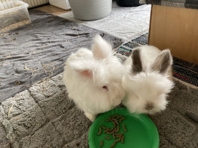 Thread #6, living with incurable cancer, taking ALL the drugs, and remembering our fallen comrades