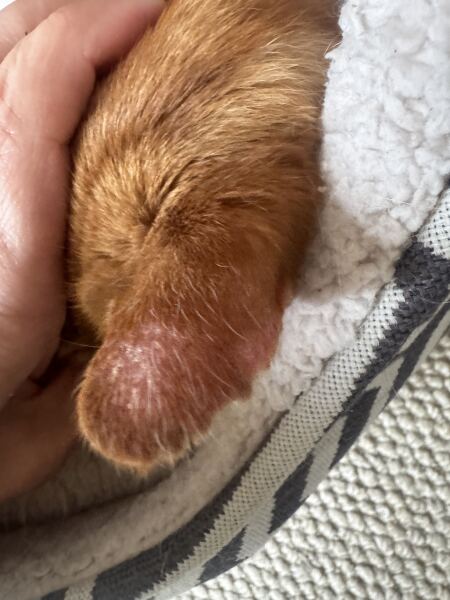 Should I Worry About my Cat’s Ear