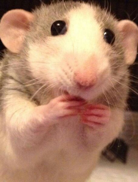 The Bluestocking: All You Need to Know About Risk Assessments, Jazz Hands, Battenberg and Sourdough (But Were Afraid to Ask) - and gerbils. Lots and lots of gerbils.