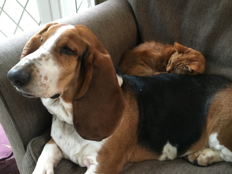 Puppy Survival Thread Autumn 2025 - all welcome!