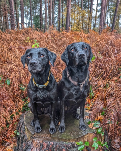 Beyond Adolescence - a thread to chat about grown up dogs, cake and anything else, excluding coffee.