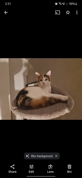 British Short Hair or Ragdoll kitten?