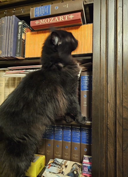 Scottish Tourism - the Excellent Cats debate Gizmo's suitability as a top influencer