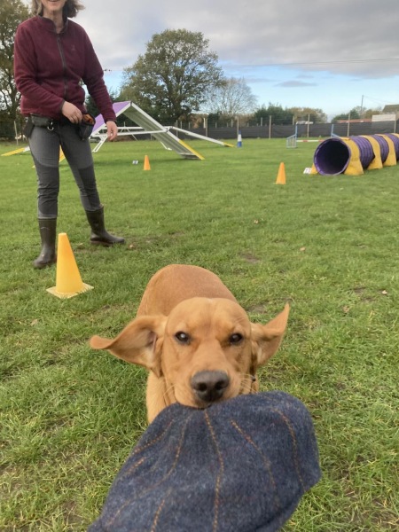 Beyond Adolescence - a thread to chat about grown up dogs, cake and anything else, excluding coffee.