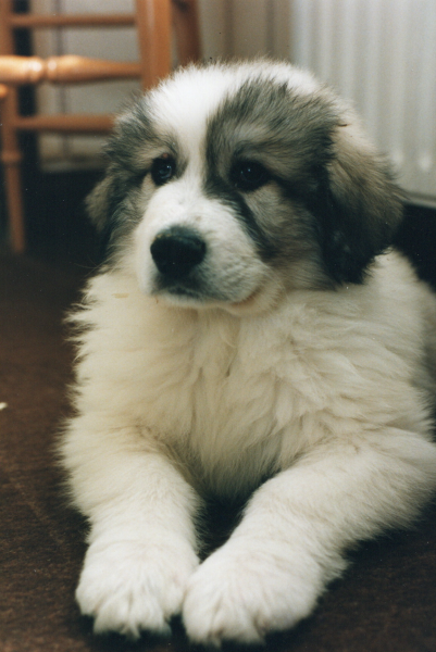 Beyond Adolescence - a thread to chat about grown up dogs, cake and anything else, excluding coffee.