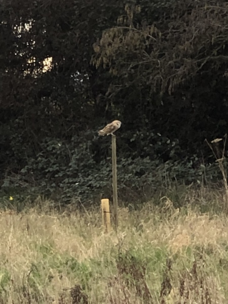 To tell you I can hear an owl hooting and it's weirdly thrilling?