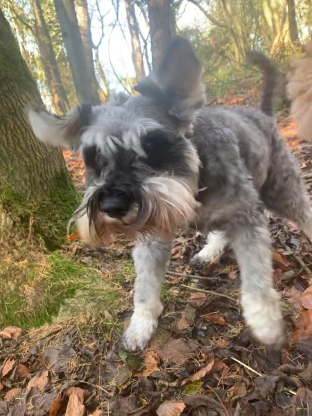 Cutest thing your dog does?