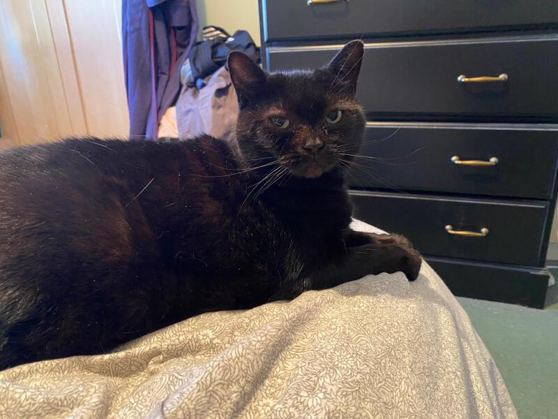 Tell me about your Ragdoll?