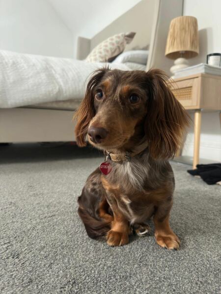 Spay help