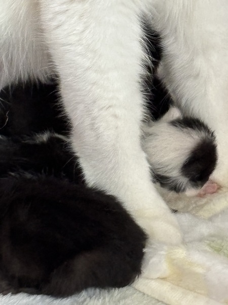Who wants to wait whilst my kittens are born!