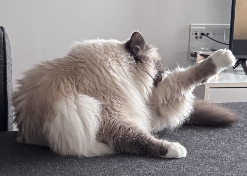 Cats washing themselves