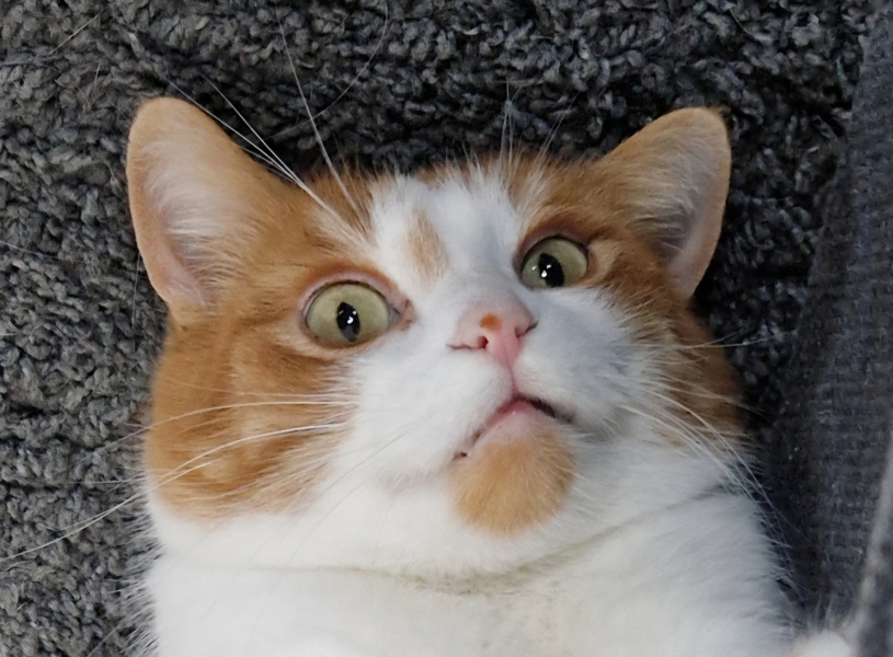 “Cats don’t have facial expressions”
