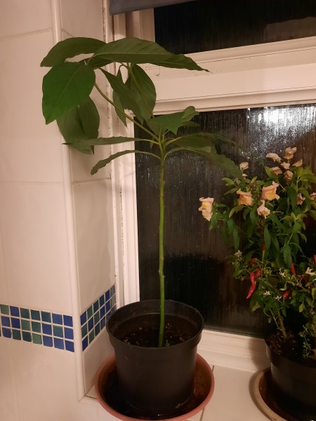 Has anyone grown an advocado plant from the stone ?