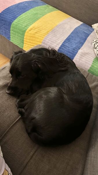Beyond Adolescence - a thread to chat about grown up dogs, cake and anything else, excluding coffee.