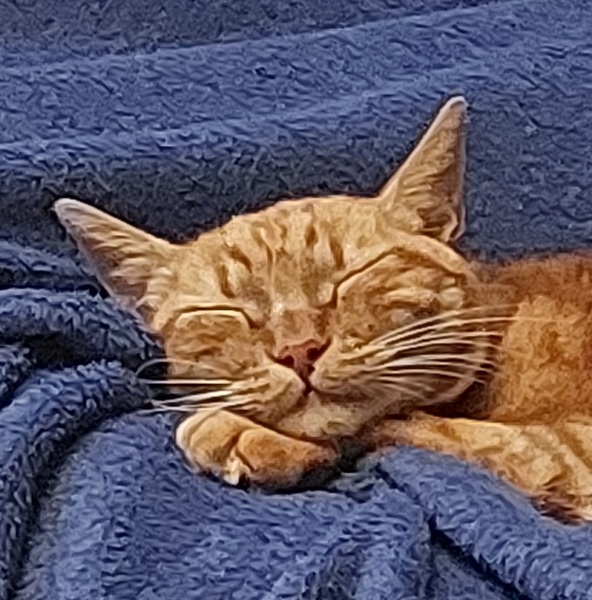 Thread 38 Starmer: Tax your Hamster