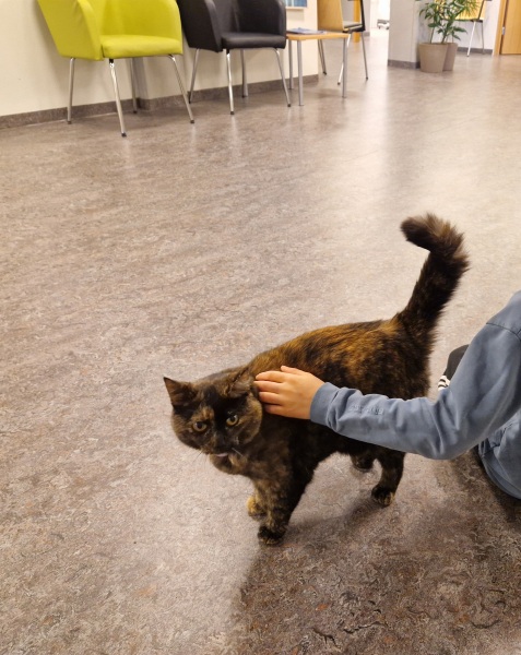 Prison Dramas, Bands and Ouija Boards - the Excellent Cats audition, sing and plot