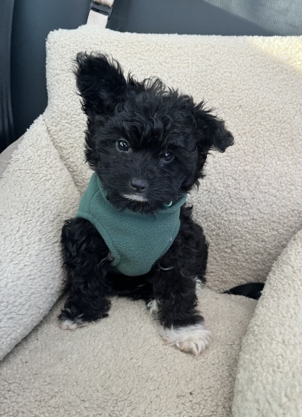 Puppy Survival Thread Autumn 2025 - all welcome!