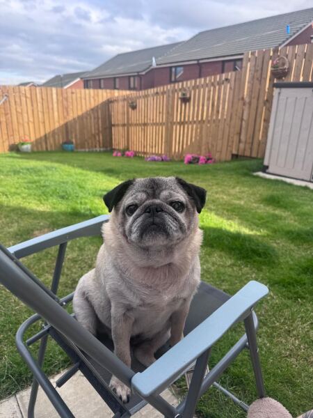 We’ve just adopted a pug!