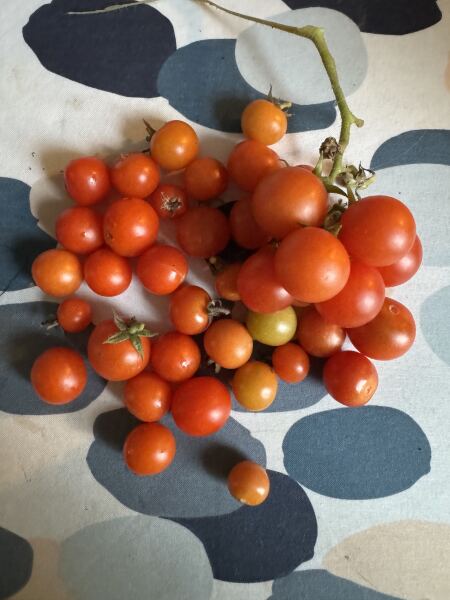 The Nigel Slater Christmas Chronicles readalong 2025 - Part 2